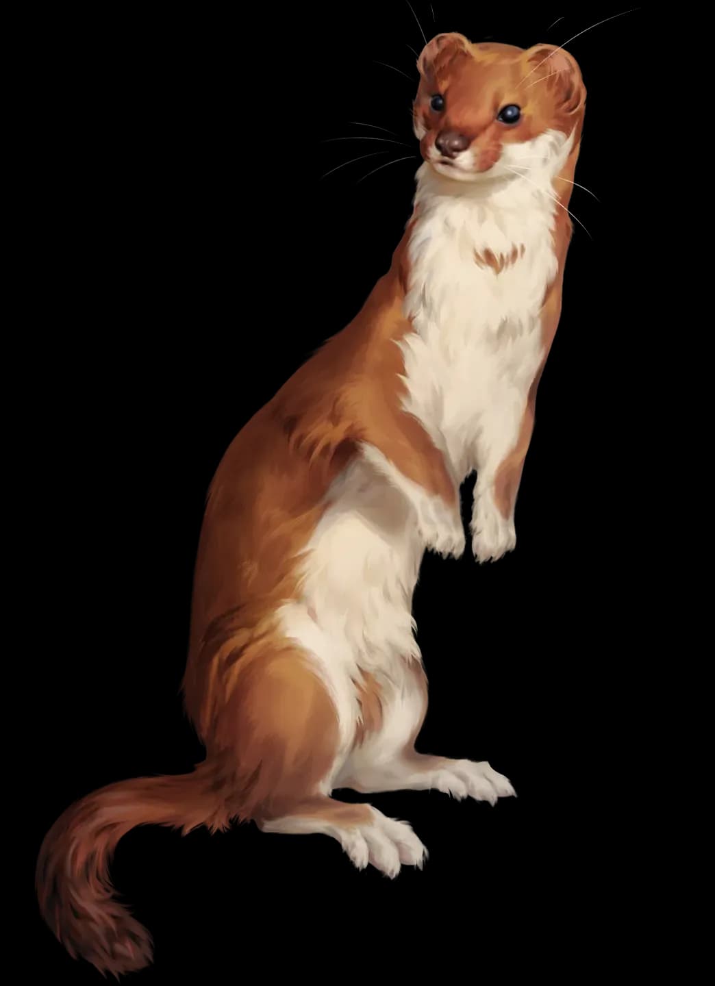 Ласка